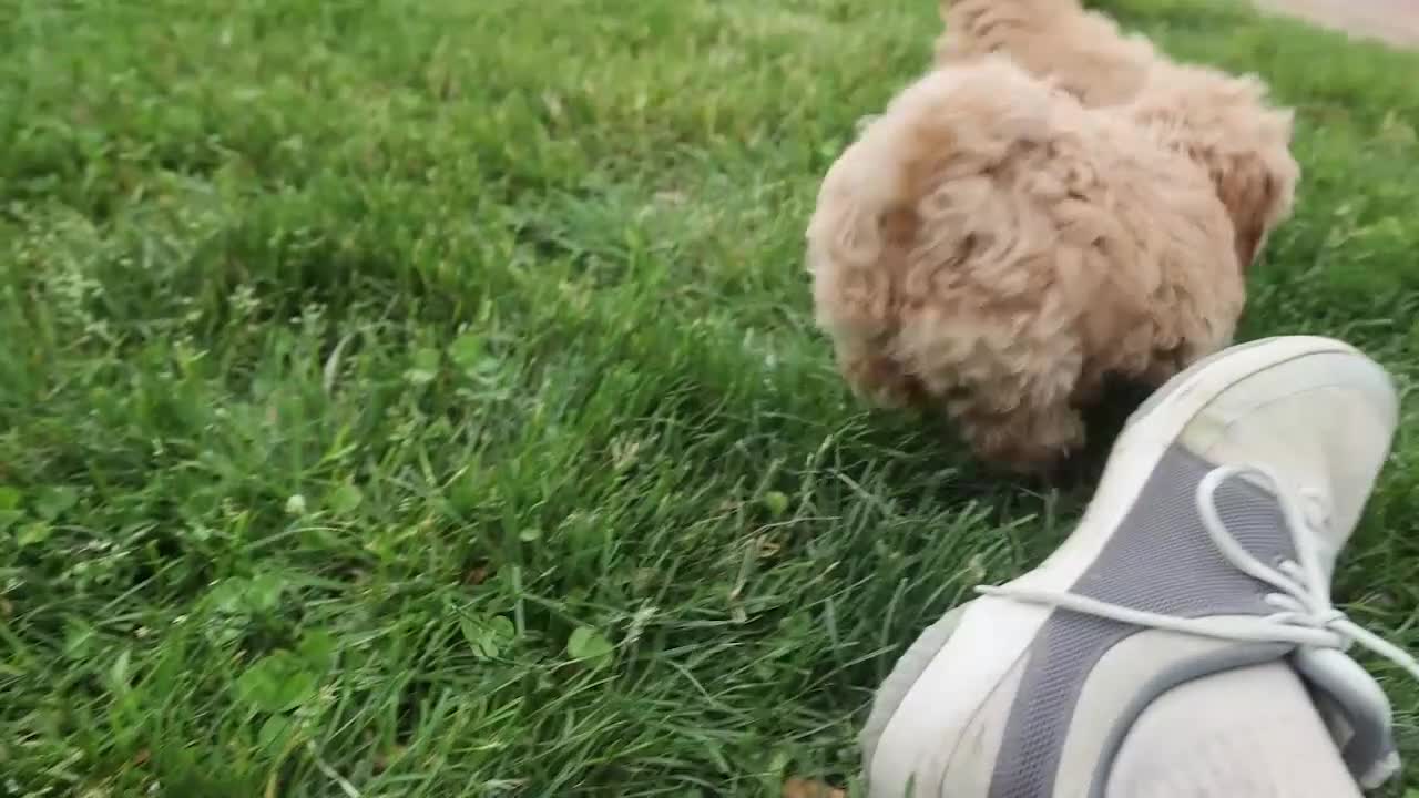 Havapoo dogs for sale: Ember 💛🐾 - Video 1
