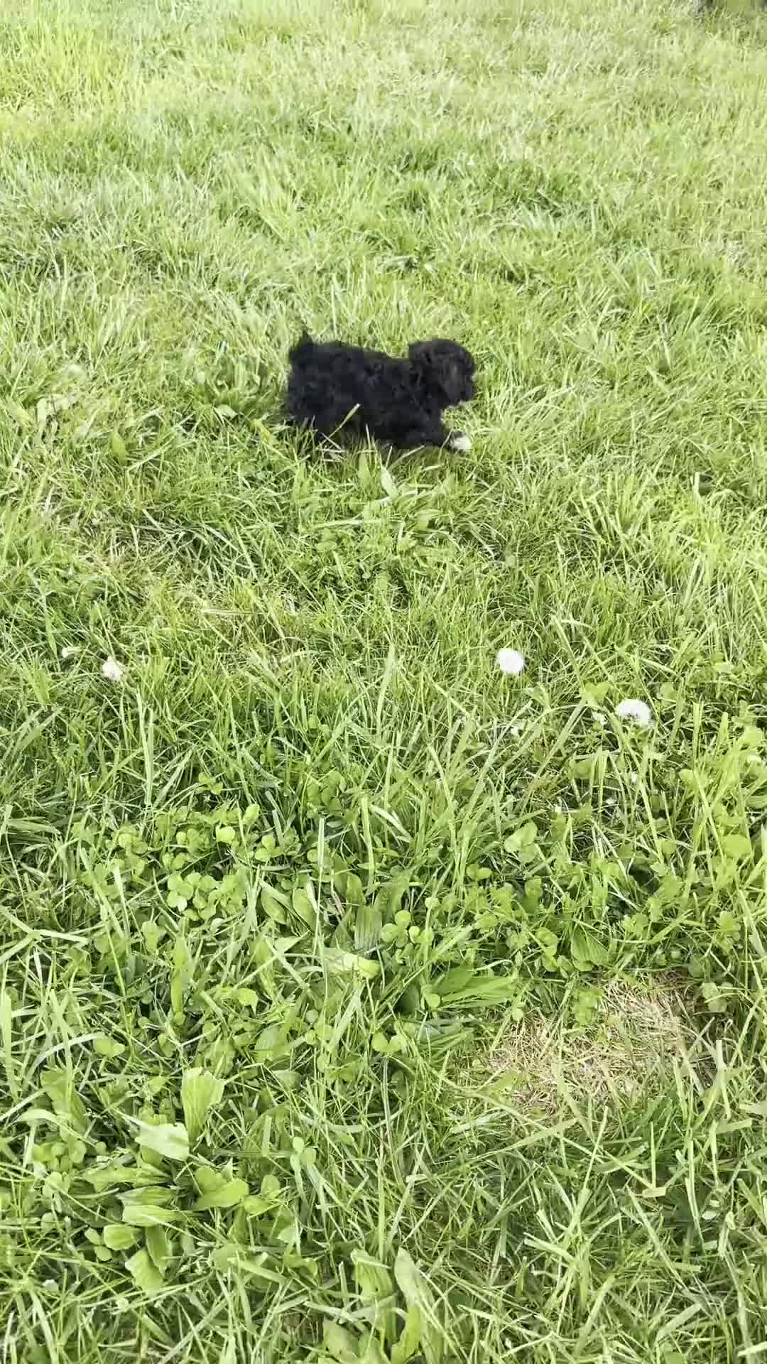 Toy Poodle dogs for sale: Digger AKC - Video 1