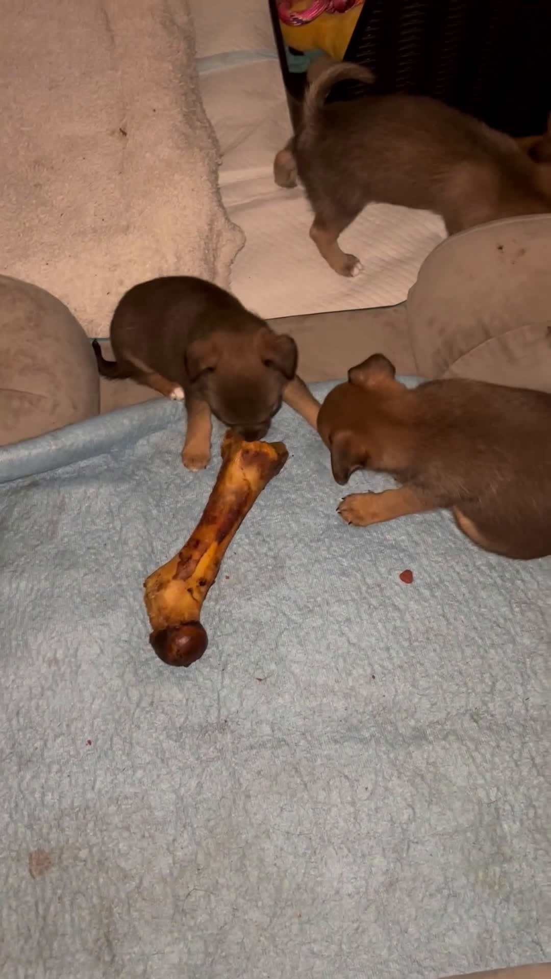 Chihuahua dogs for sale: Chihuahua Puppy 1 - Video 3