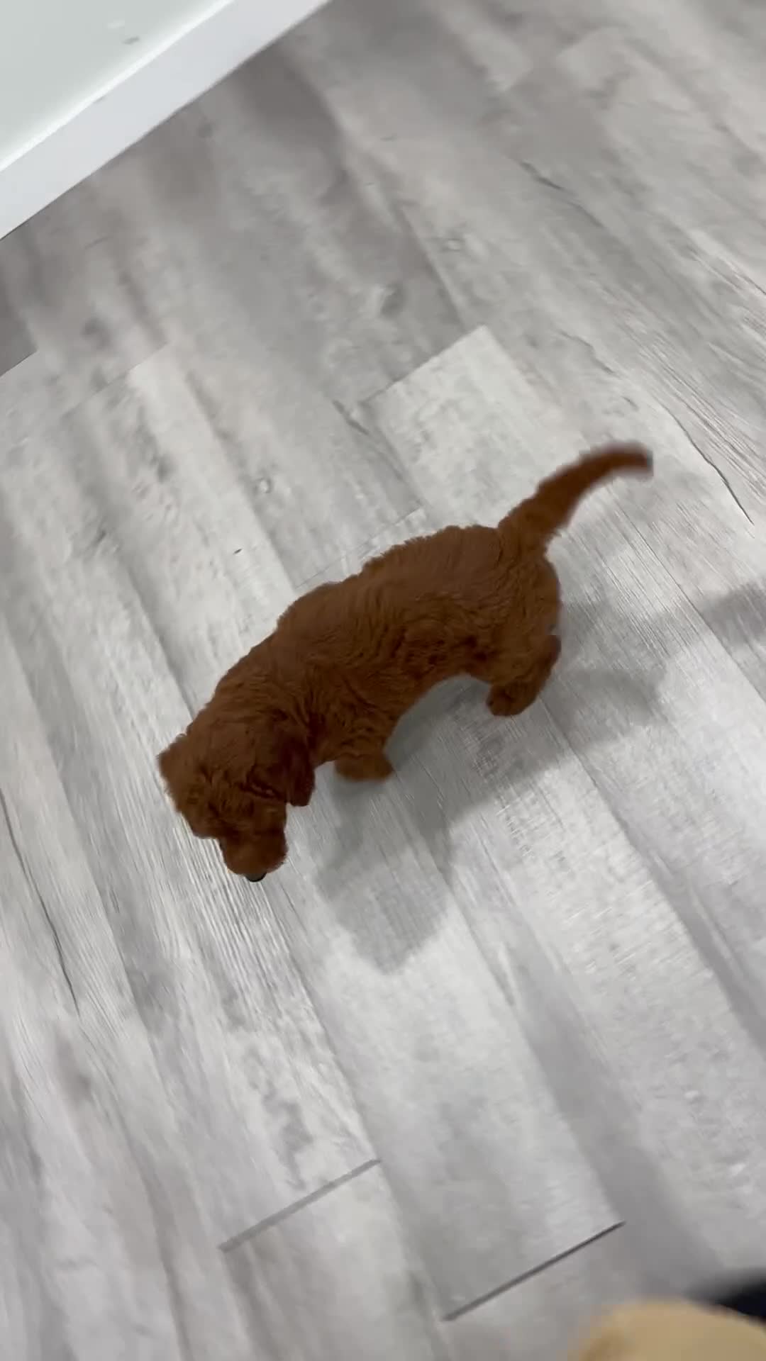 Mini Goldendoodle dogs for sale: Odie - Video 1