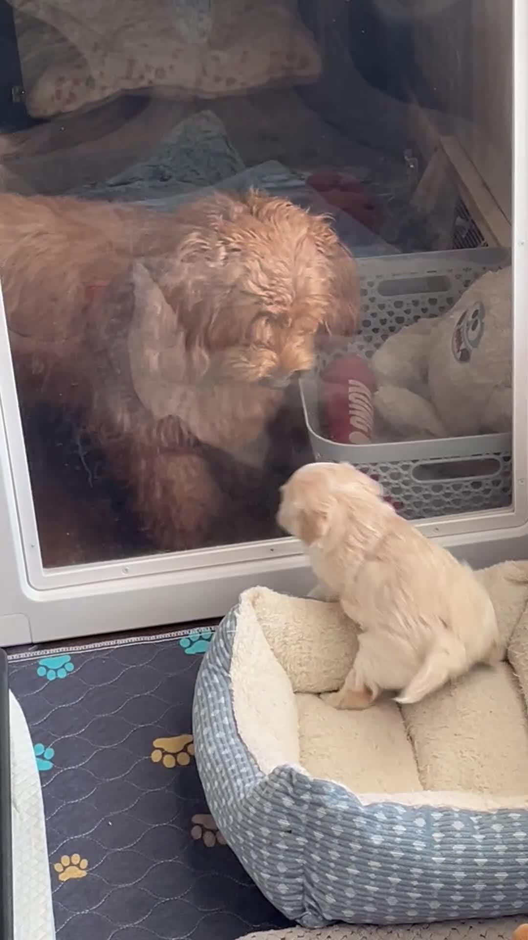 Mini Goldendoodle dogs for sale: Mini Goldendoodle 1 - Video 1