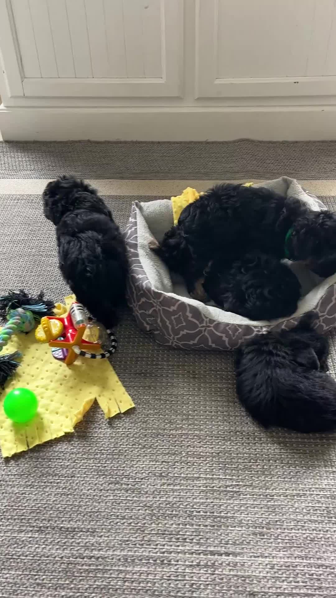 Yorkiepoo dogs for sale: Skylar - Video 1