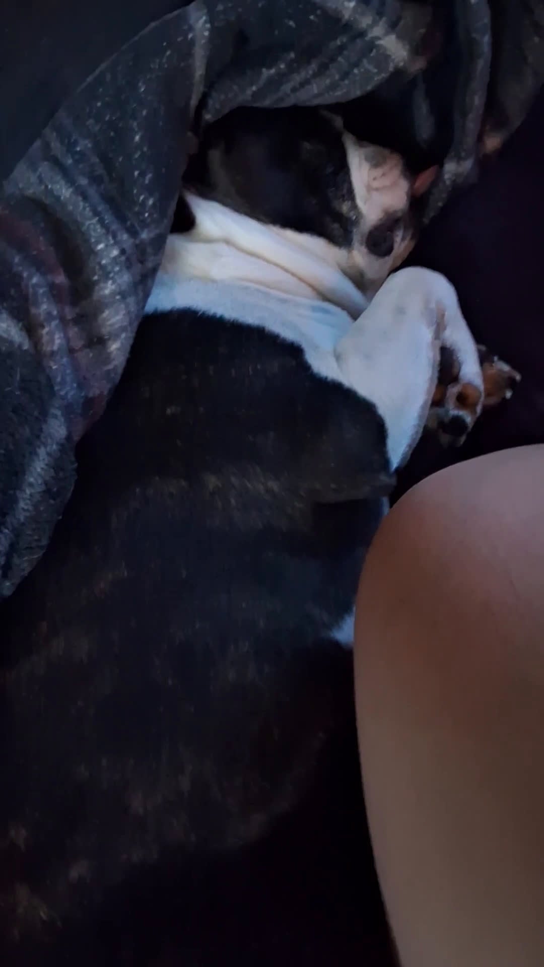 Boston Terrier dogs for sale: Sir Damien Keeper of Hearts - Video 1