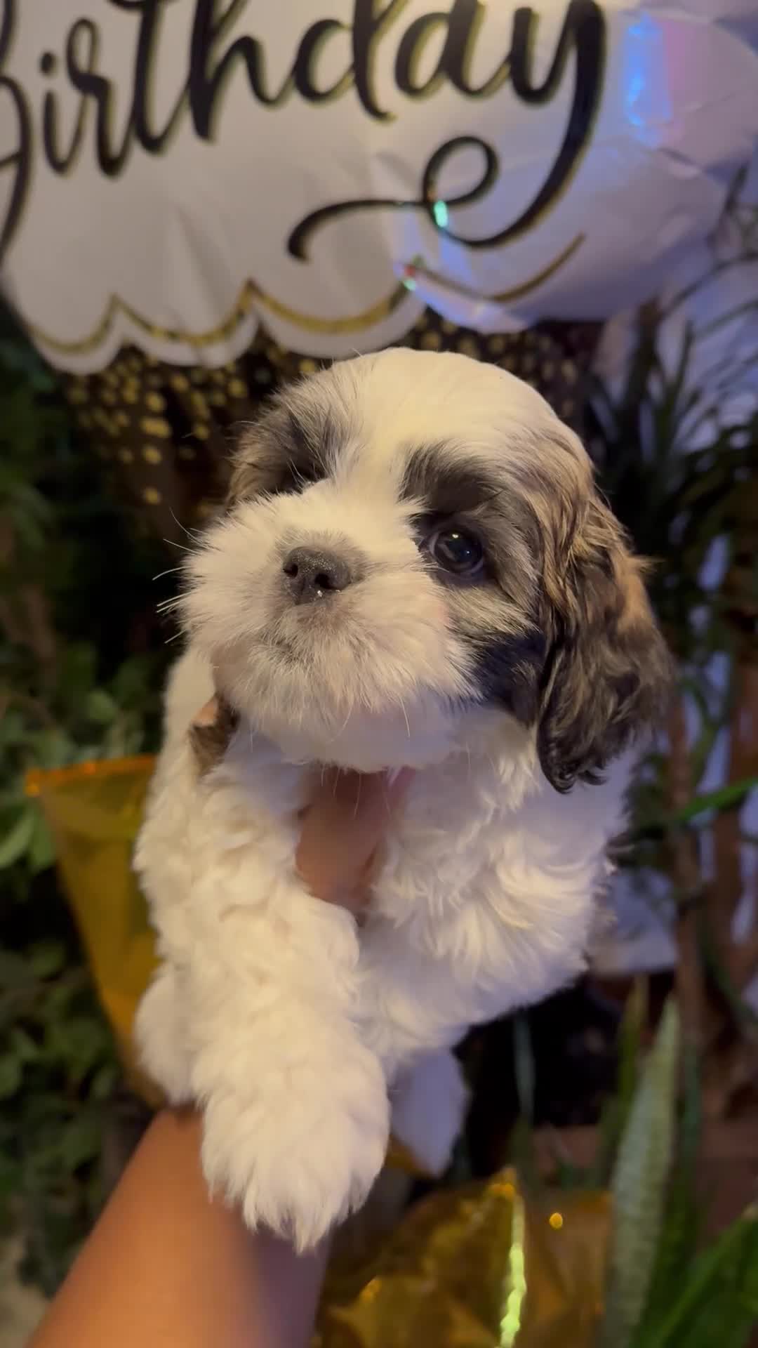 Shih Tzu dogs for sale: Shih Tzu Puppy 1 - Video 1