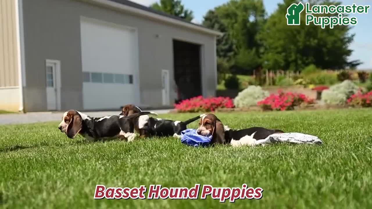 Basset Hound dogs for sale: Deacon - Video 1