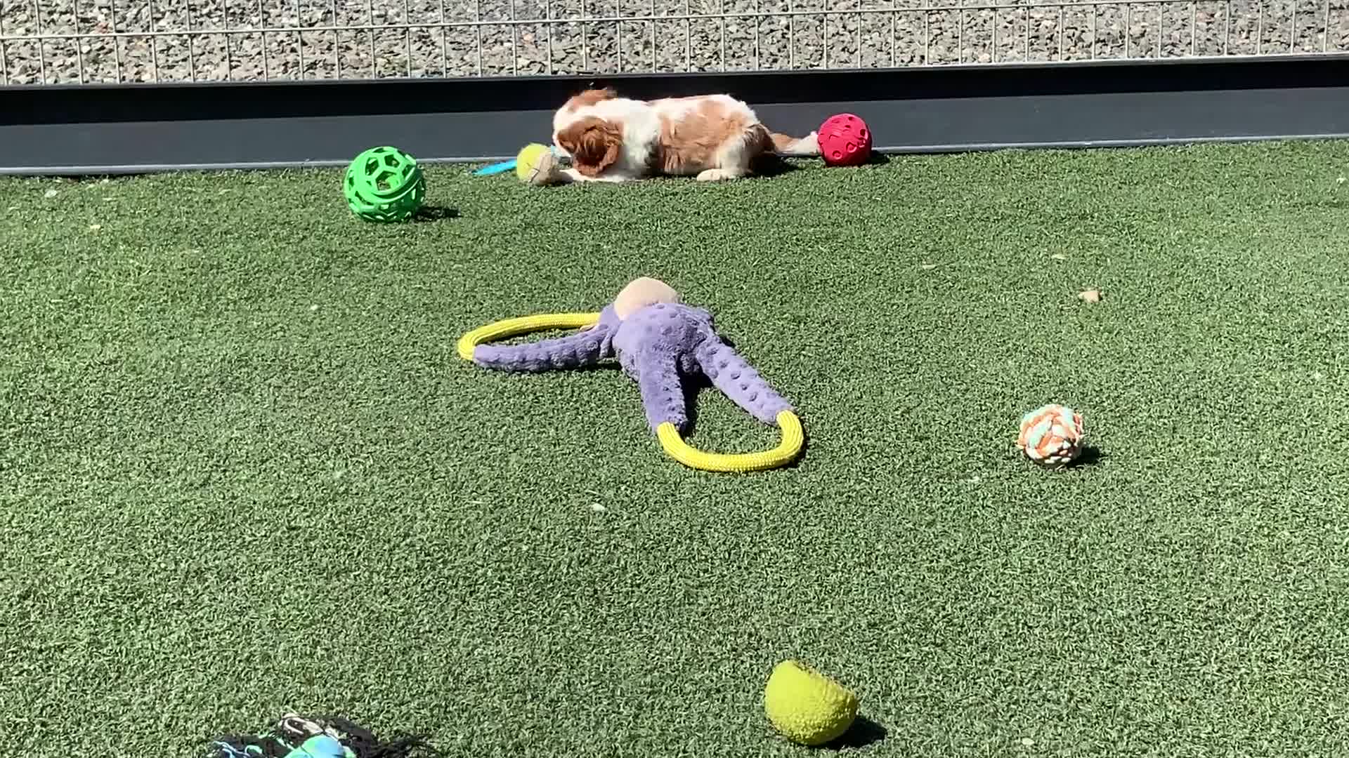 Cavalier King Charles Spaniel dogs for sale: KING - Video 2