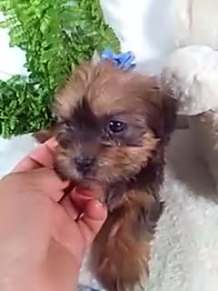 Shorkie dogs for sale: Ginger - Video 1