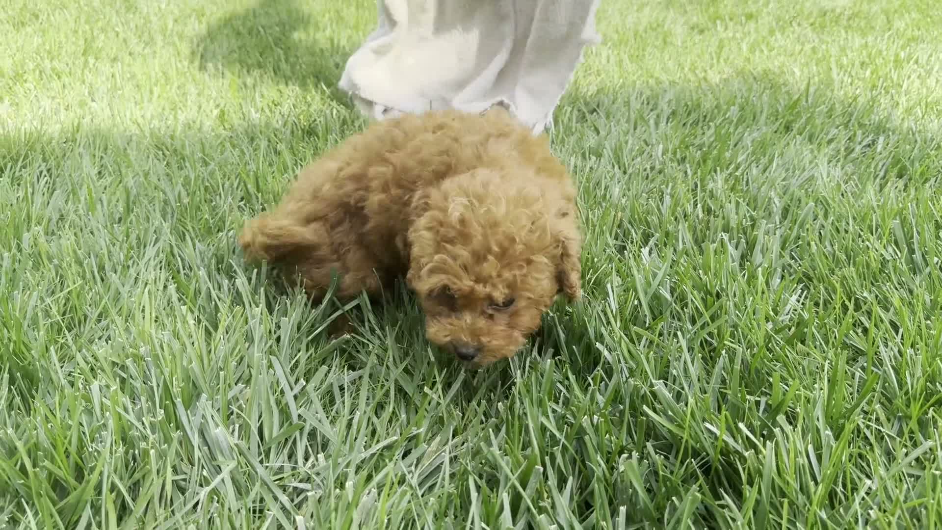 Miniature Poodle dogs for sale: Tank - Video 1