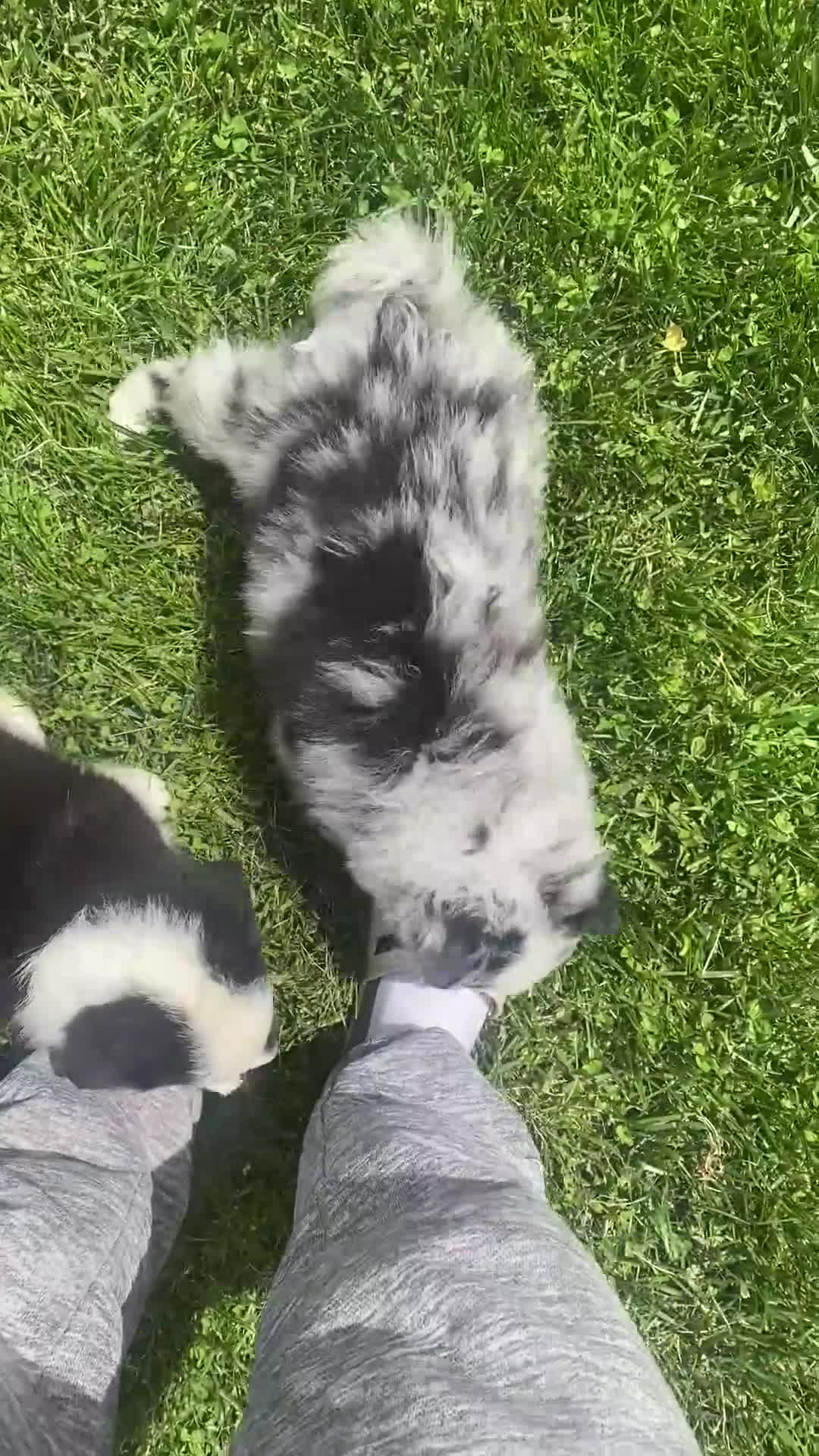 Mixed Breed dogs for sale: Maple - Video 4