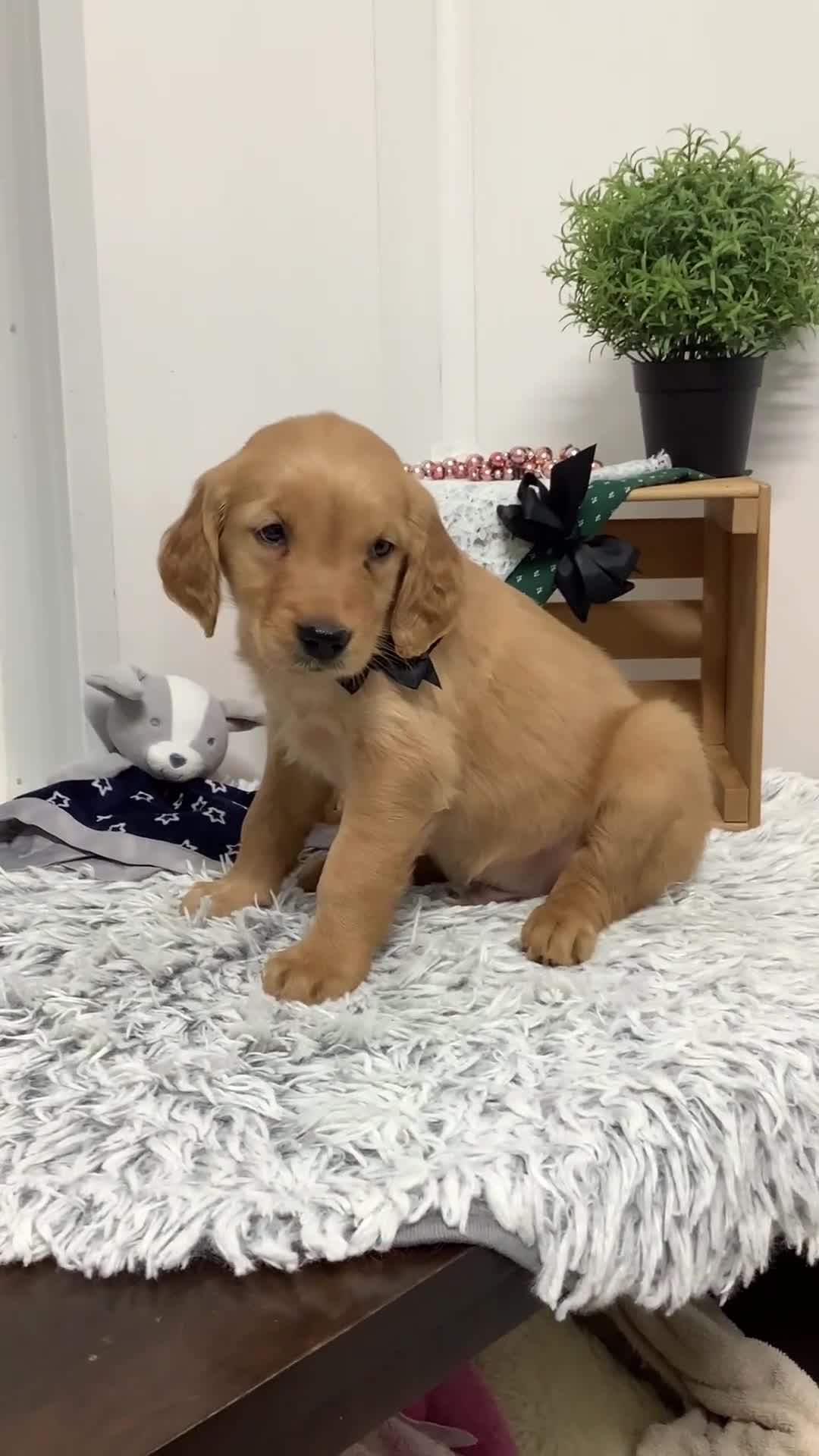 Golden Retriever dogs for sale: Golden Retriever Myles - Video 1