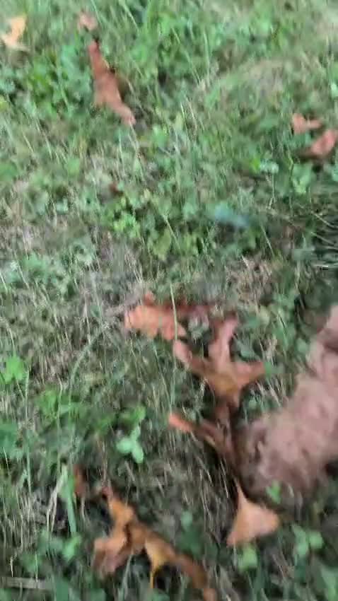 Miniature Labradoodle dogs for sale: Melanie - Video 1