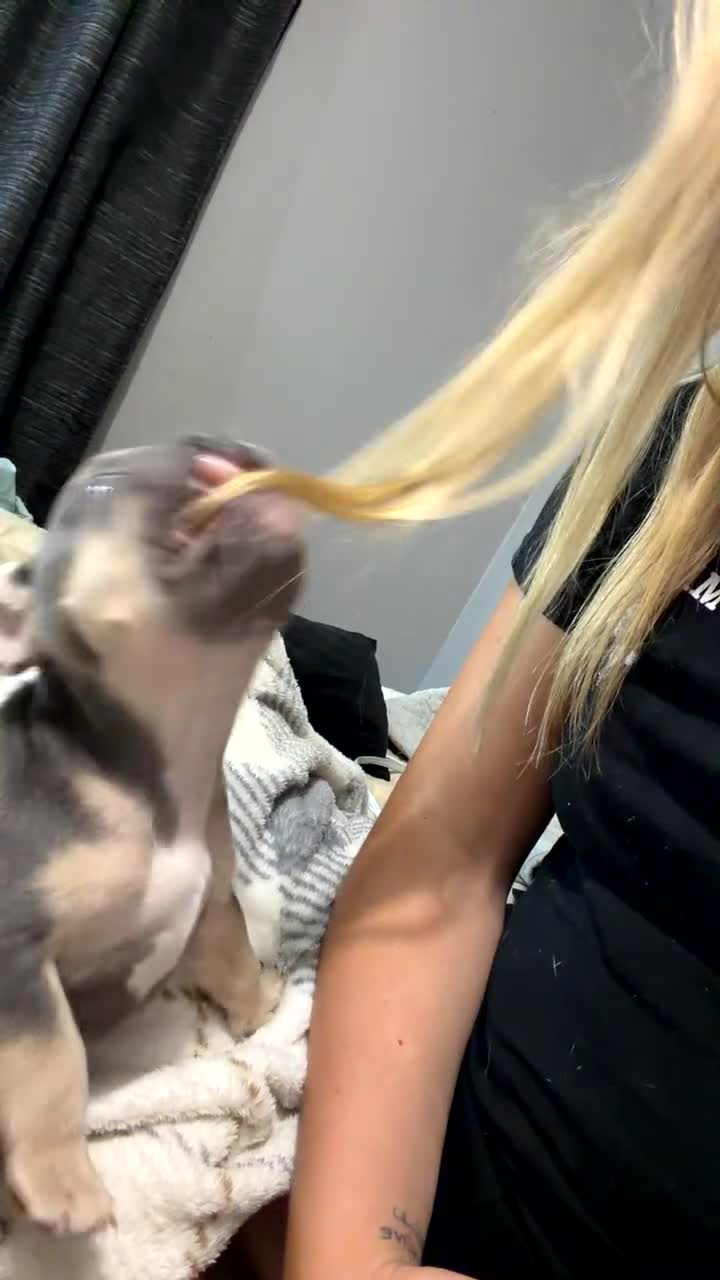 French Bulldog dogs for sale: Willow - Video 1