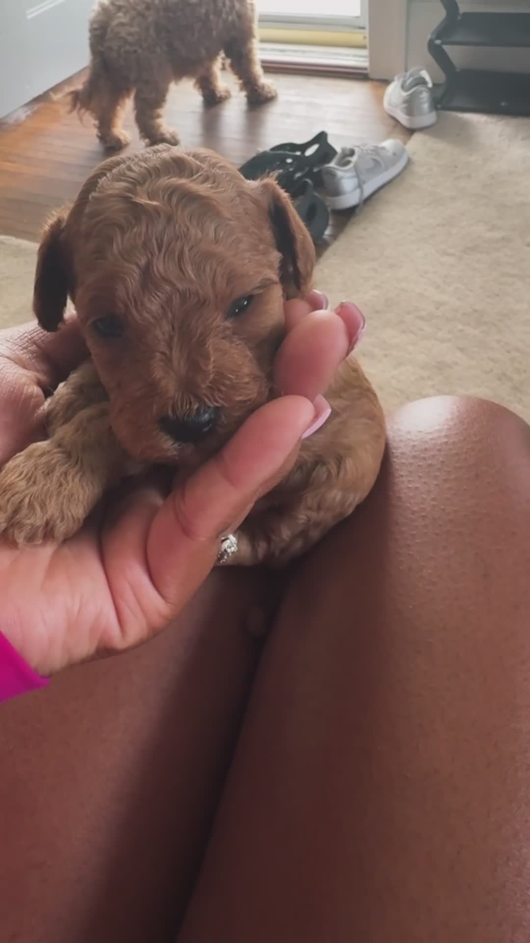 Mini Goldendoodle dogs for sale: Mini Goldendoodle 1 - Video 1