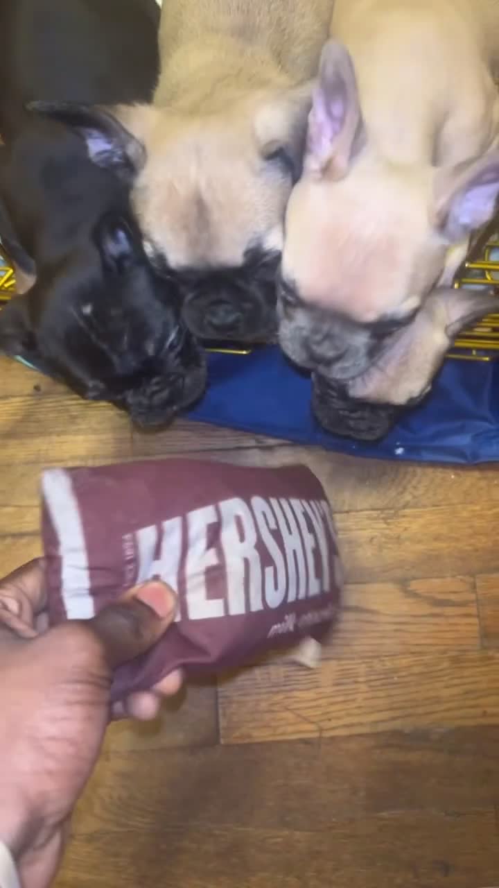 French Bulldog dogs for sale: Fawn female - Video 1