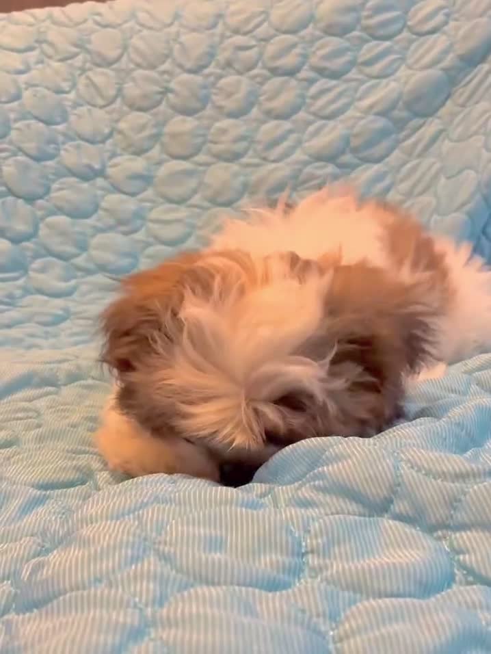 Shih Tzu dogs for sale: Cinnamon  - Video 1