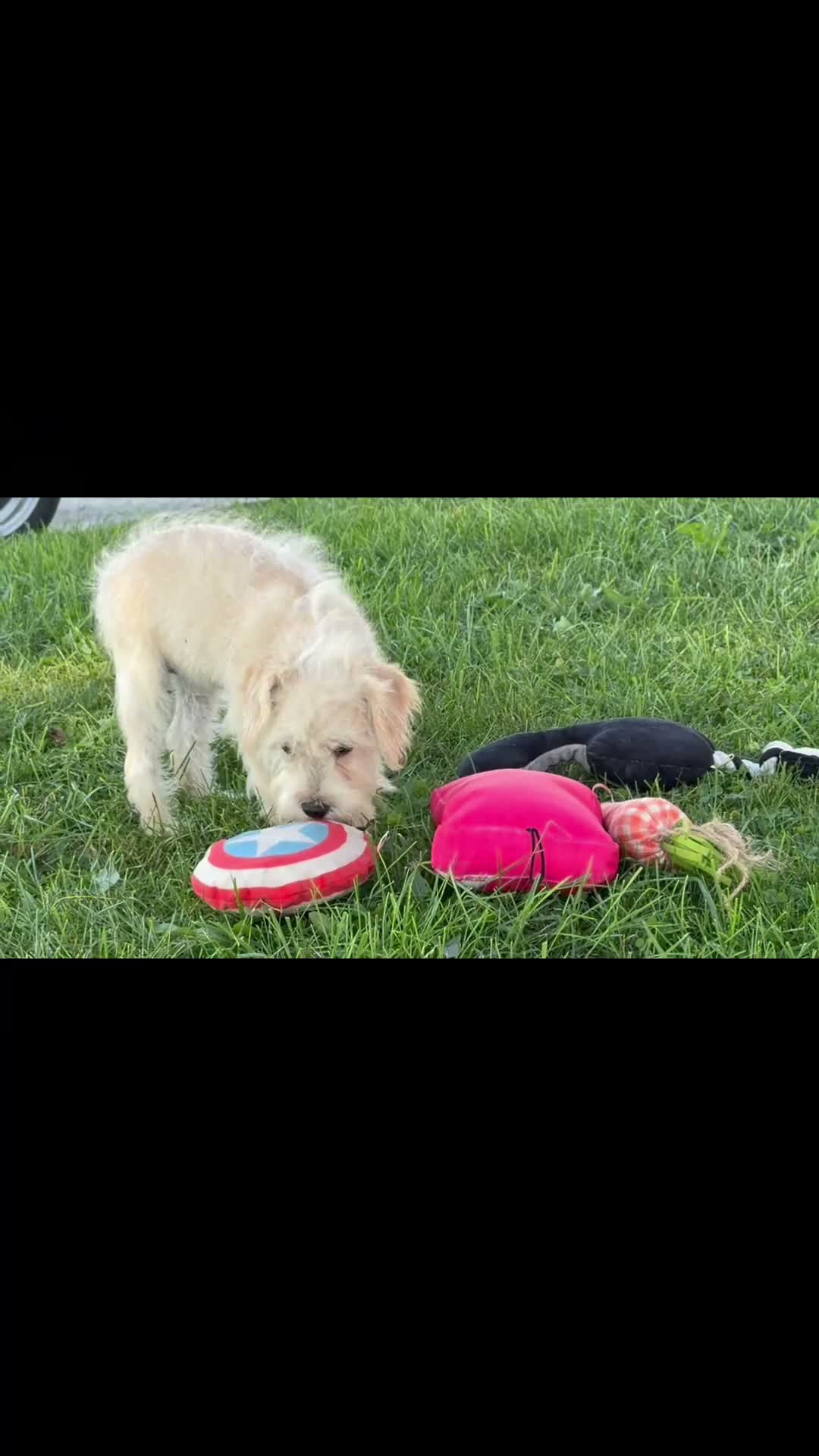 Schnoodle dogs for sale: Missy - Video 1