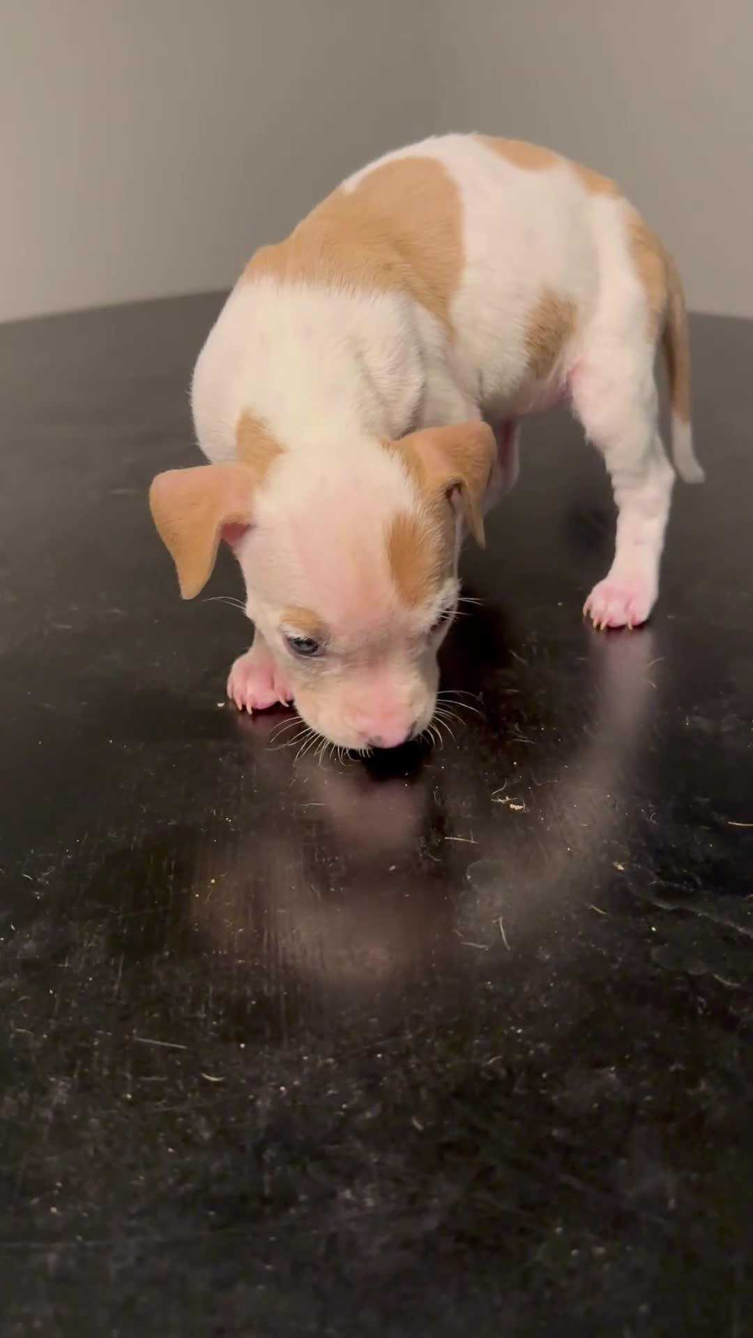 American Pit Bull Terrier dogs for sale: American Pit Bull Terrier Puppy 3 - Video 1