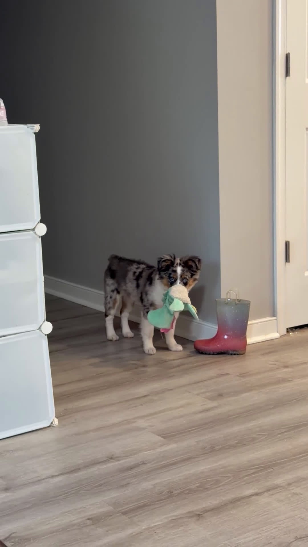 Miniature Australian Shepherd dogs for sale: Miniature Australian Shepherd Puppy 1 - Video 1