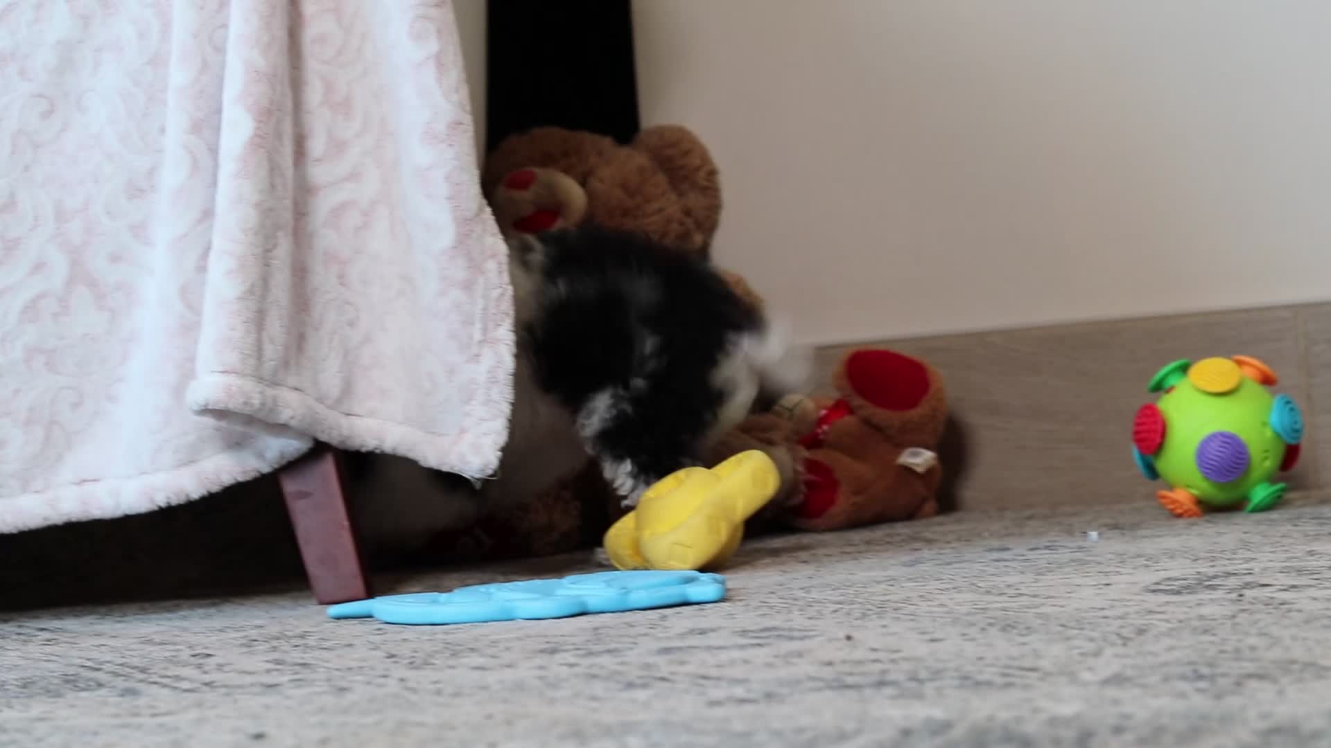 Toy Poodle dogs for sale: Rose - Video 1