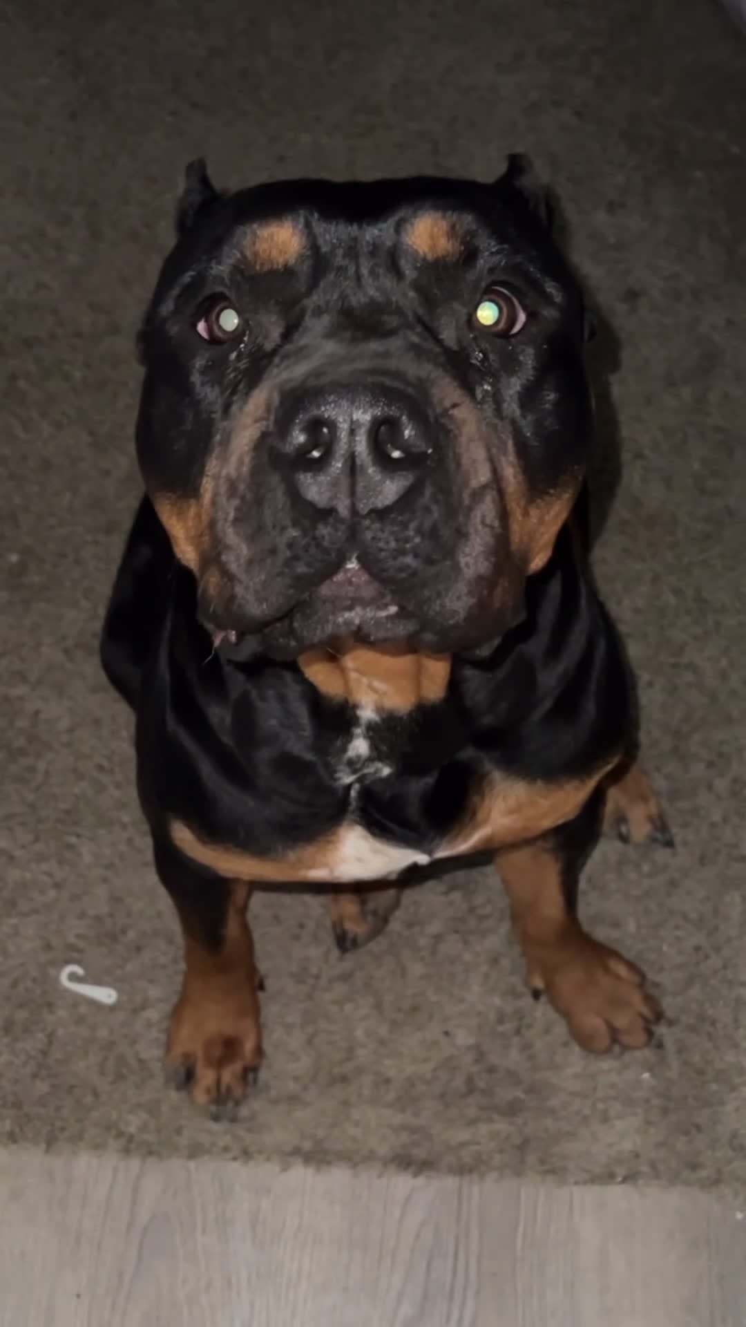 American Bully dogs for sale: Mommy 💋 - Video 1