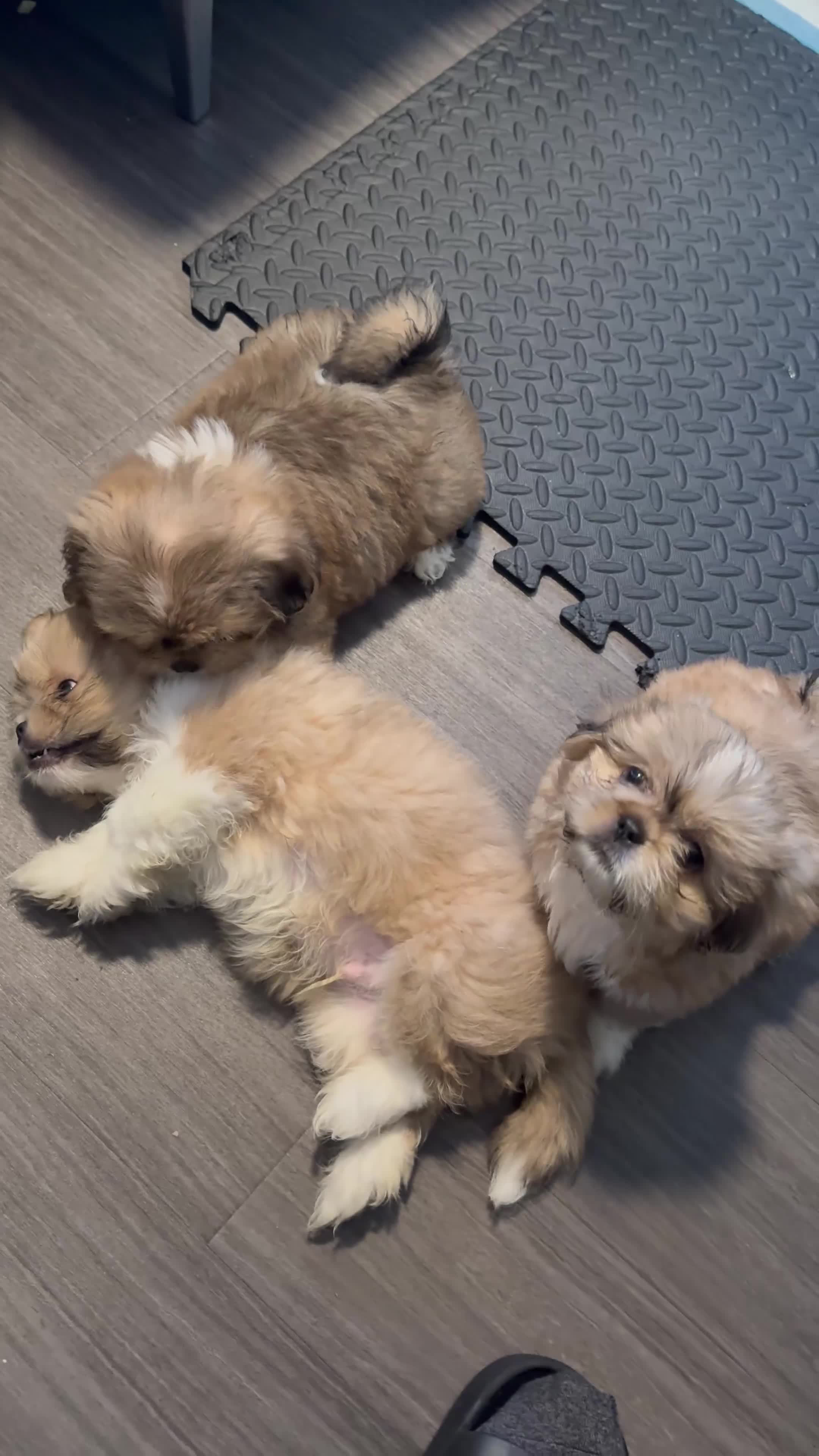 Mixed Breed dogs for sale: Peke- Tzu Pup 4 - Video 1