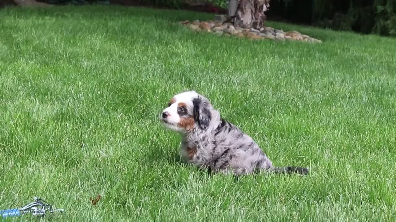 Mini Bernedoodle dogs for sale: Zeke - Video 1