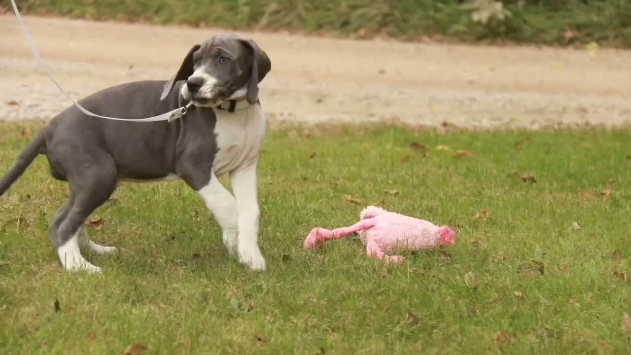 Great Dane dogs for sale: Celestia Great Dane  - Video 1