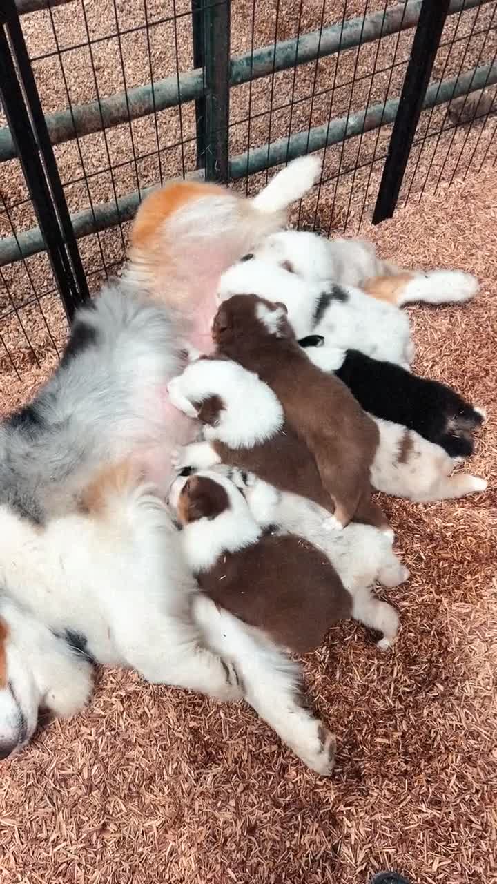 Australian Shepherd dogs for sale: “Riggs” Red Tri Male  - Video 5