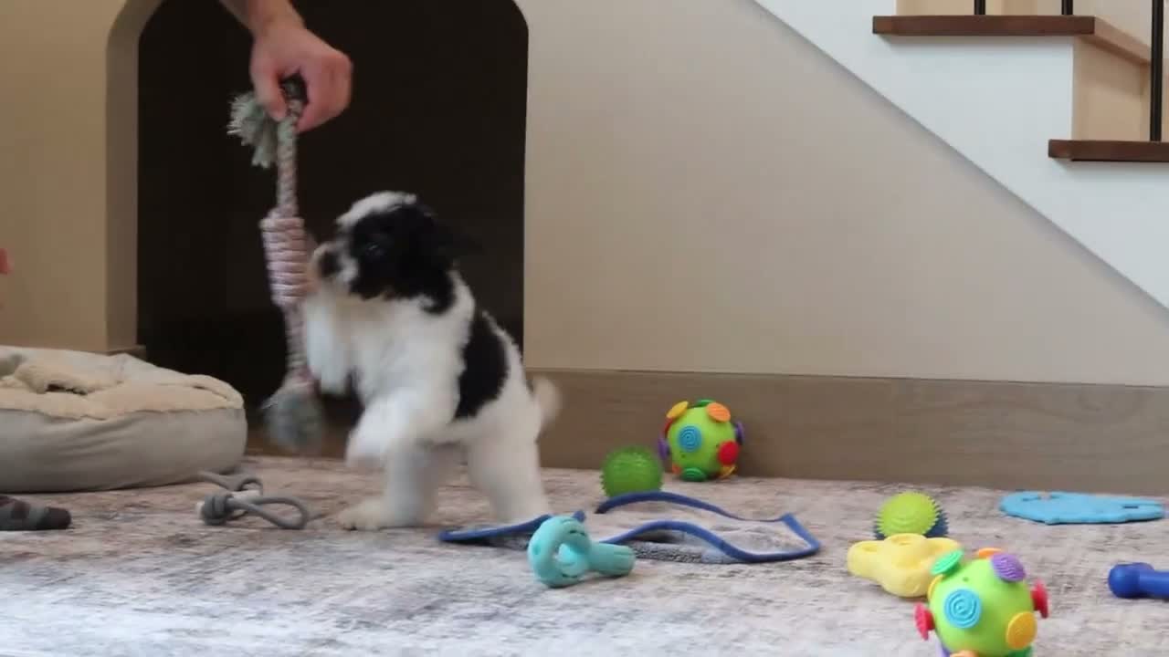 Miniature Poodle dogs for sale: Milo (AKC) - Video 1