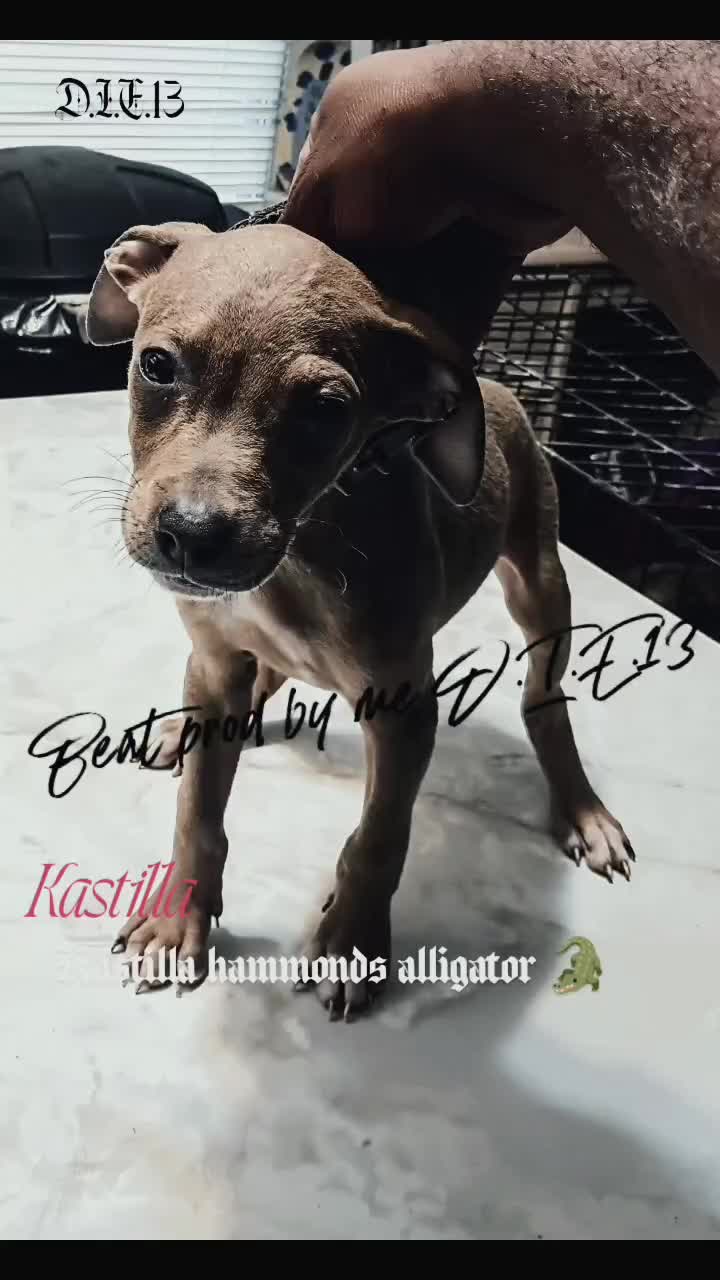 American Pit Bull Terrier dogs for sale: American Pit Bull Terrier 5 - Video 1
