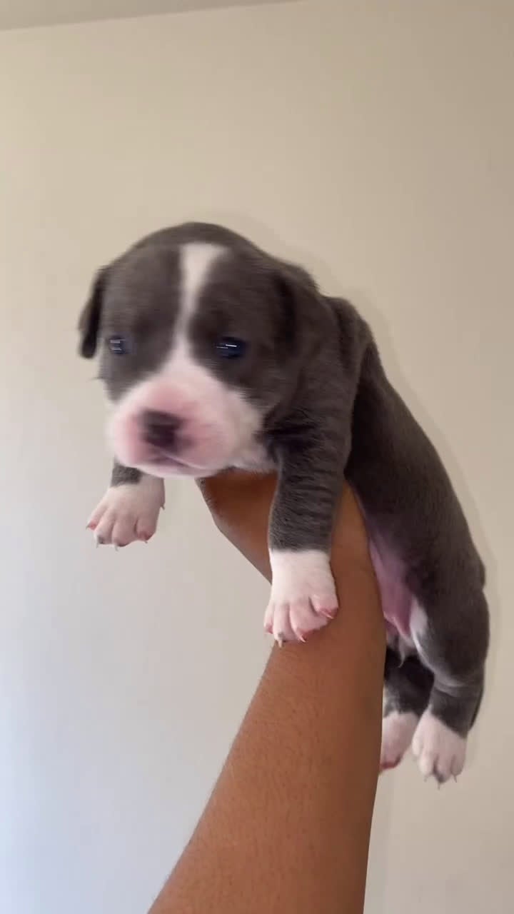 American Pit Bull Terrier dogs for sale: American Pit Bull Terrier Puppy 1 - Video 1