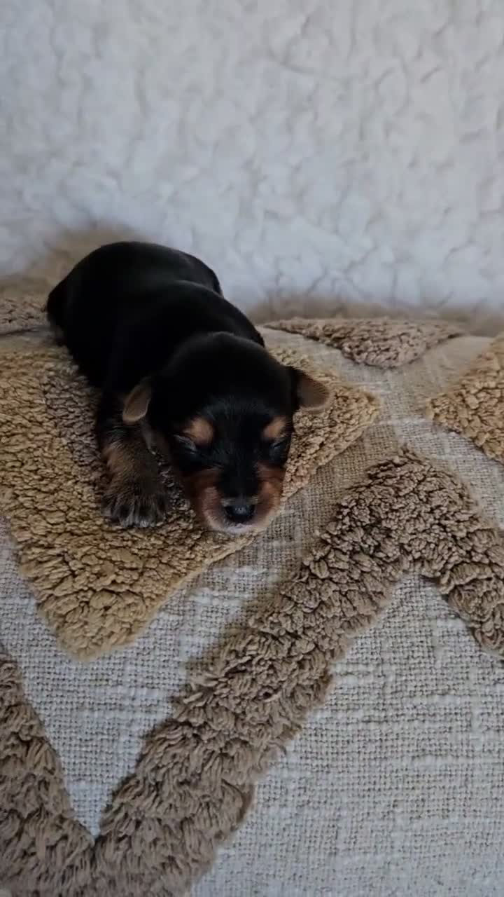 Mixed Breed dogs for sale: TCup Mickey - Video 2