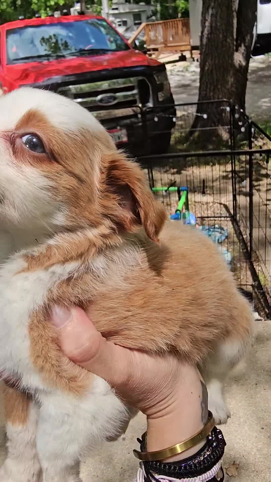 Mini Aussiedoodle dogs for sale: Soleil  - Video 3