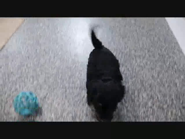 Mini Goldendoodle dogs for sale: Holly - Video 1