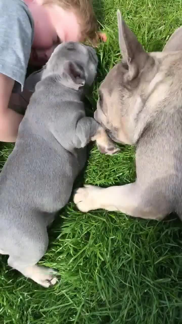 French Bulldog dogs for sale: Roland - Video 1