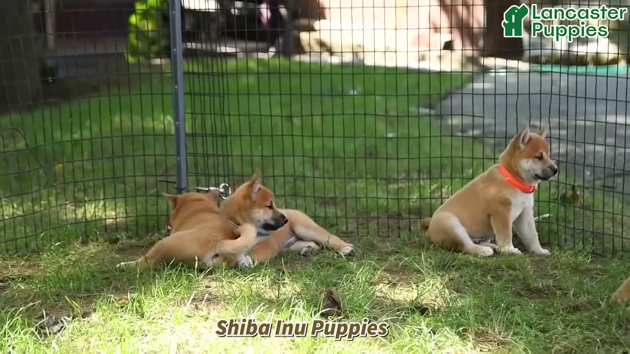 Shiba Inu dogs for sale: Gus - Video 1