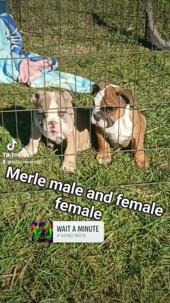 English Bulldog dogs for sale: English Bulldog 1 - Video 2