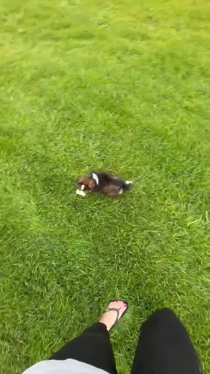 Mini Bernedoodle dogs for sale: Mini Blossom - Video 2