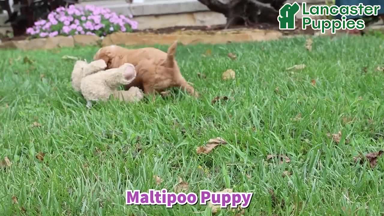 Maltipoo dogs for sale: Taffy - Video 1
