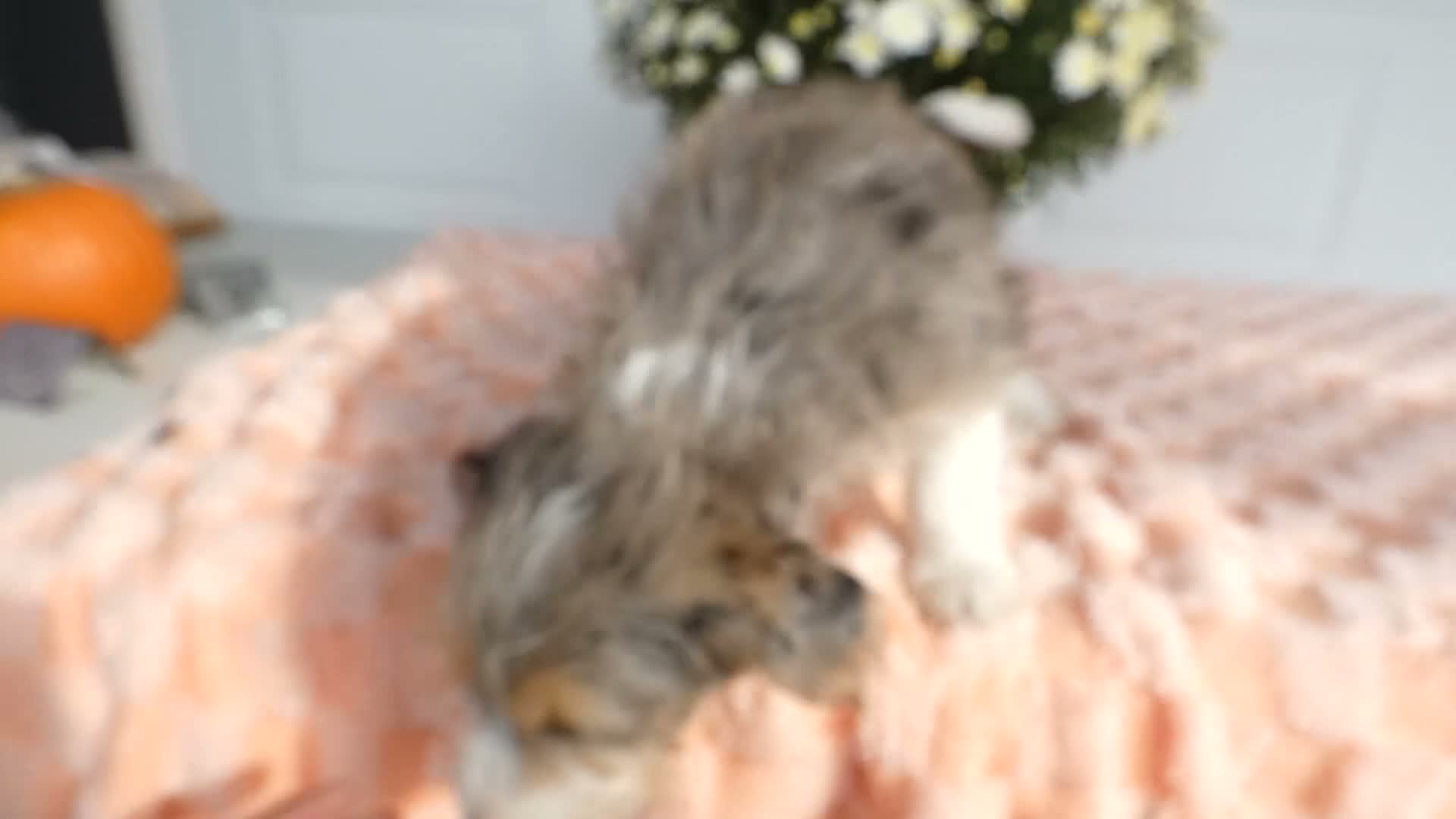 Mixed Breed dogs for sale: Mixed Breed 2 Milo - Video 1
