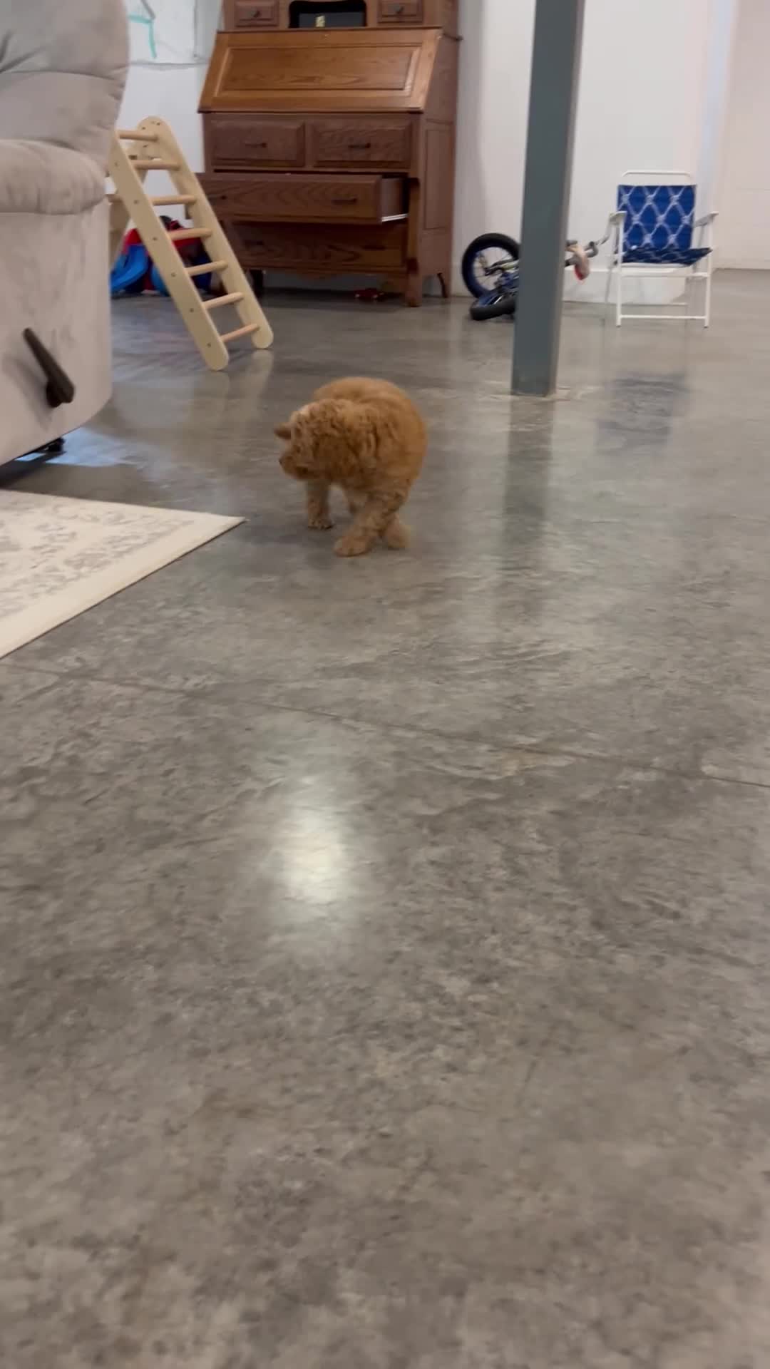 Mini Goldendoodle dogs for sale: River - Video 1
