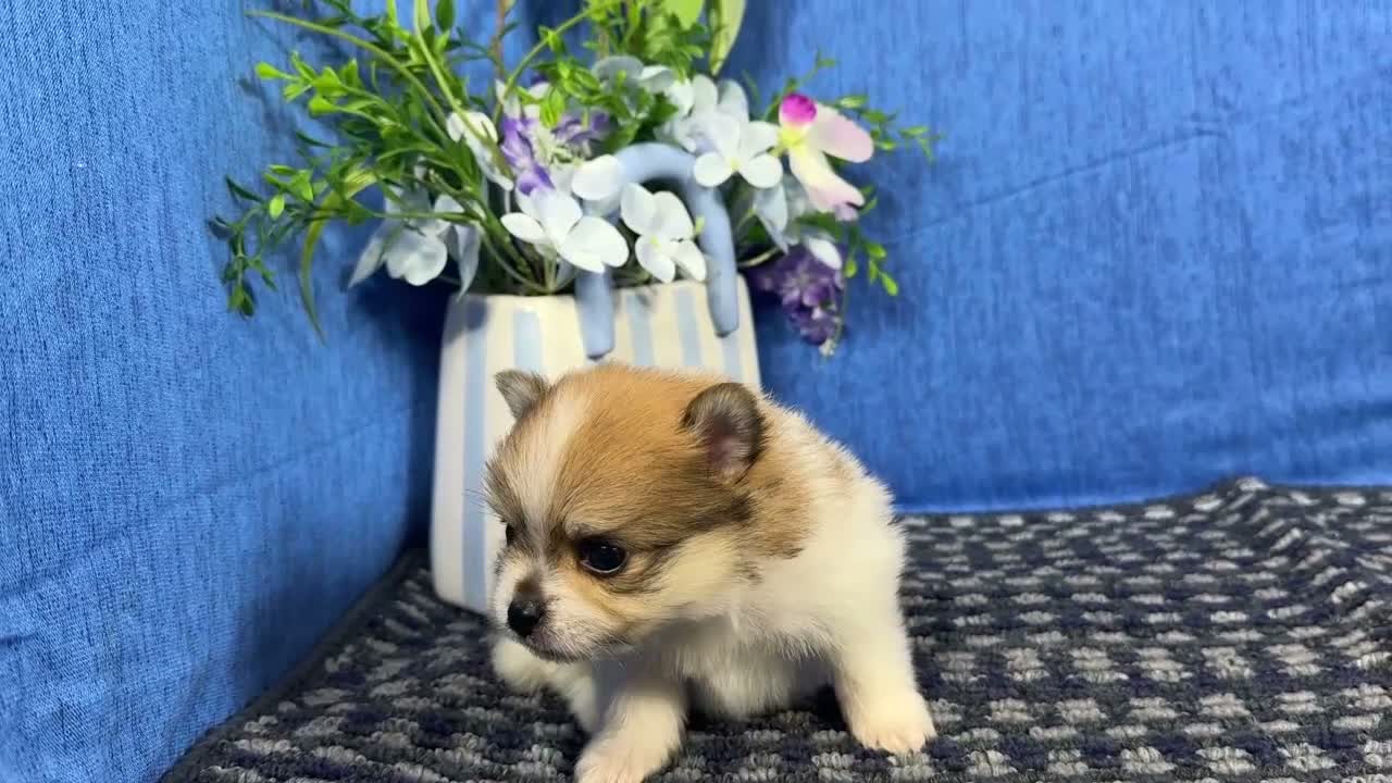 Pomeranian dogs for sale: Pomeranian 3 - Video 1