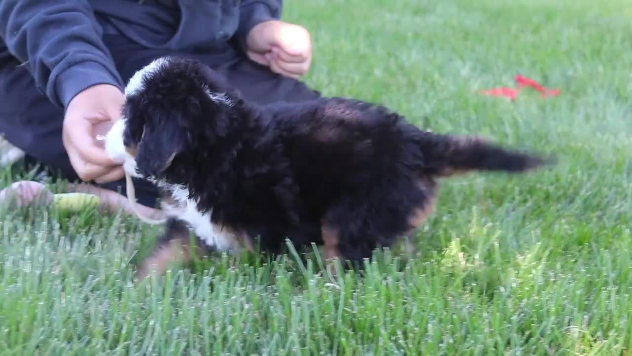 Mini Bernedoodle dogs for sale: Kip - Video 1