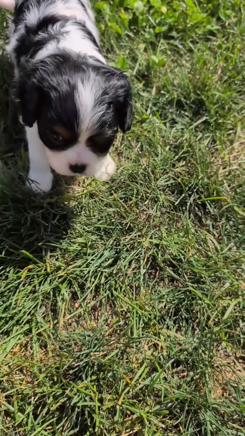 Cavalier King Charles Spaniel dogs for sale: Lance - Video 1
