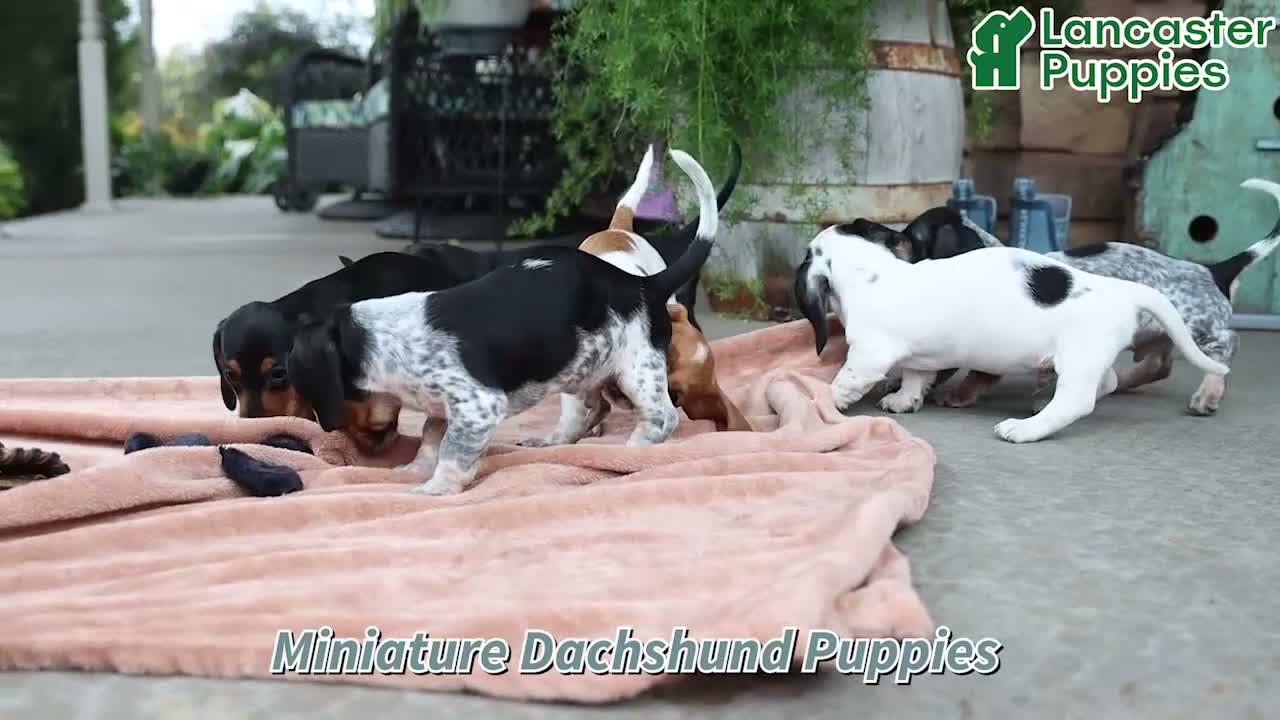 Miniature Dachshund dogs for sale: Hero - Video 1