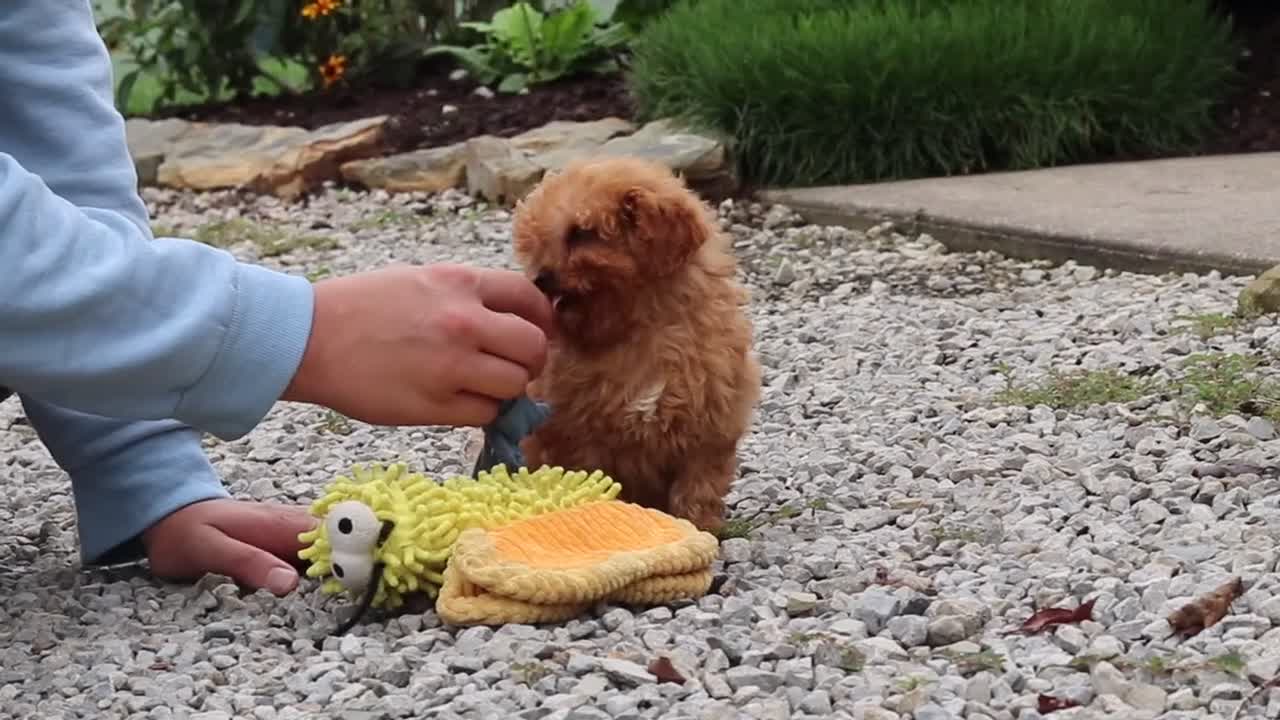 Cavapoo dogs for sale: Luca - Video 1