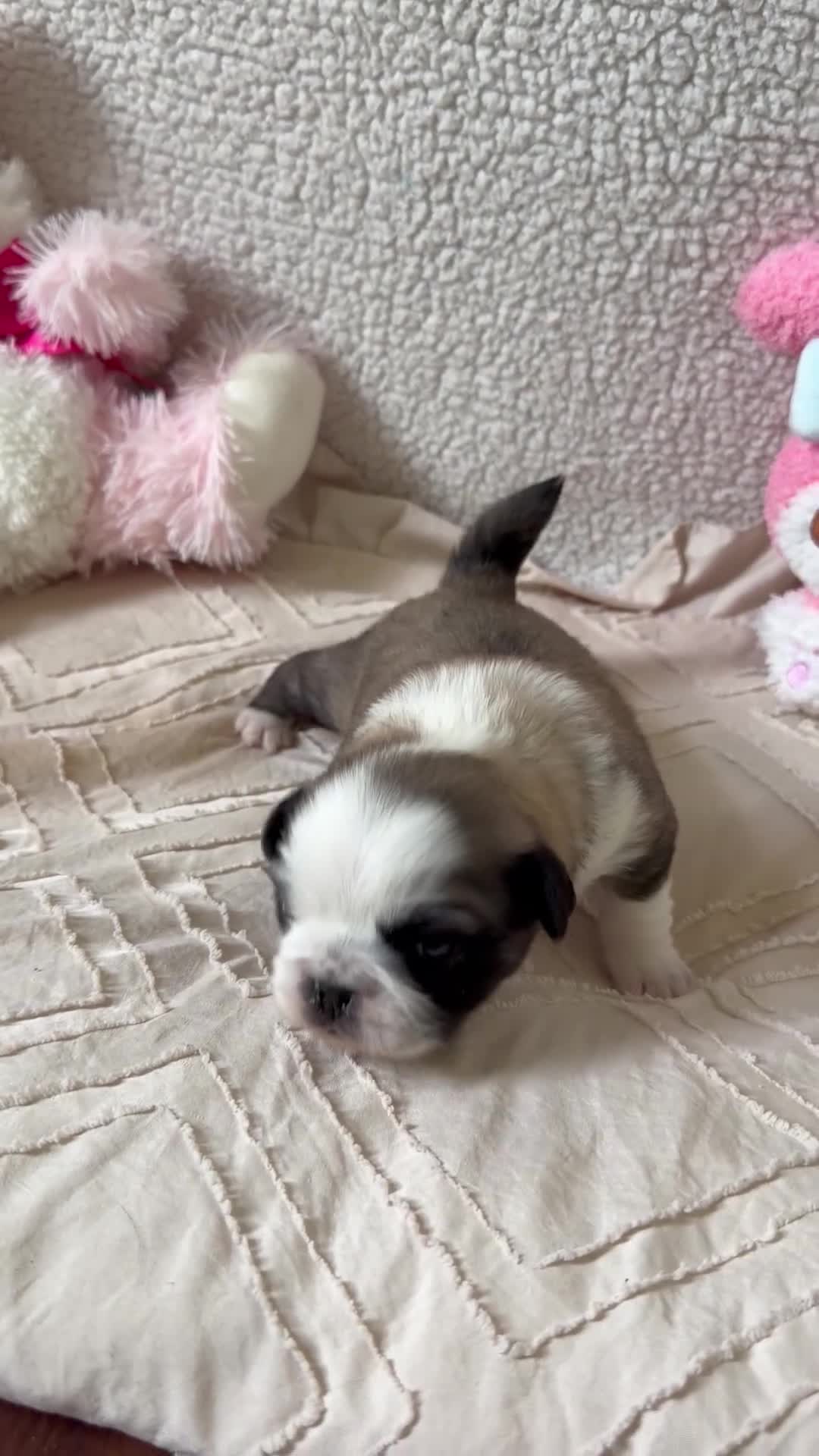 Pug dogs for sale: Pug Puppy 6 Flora - Video 1