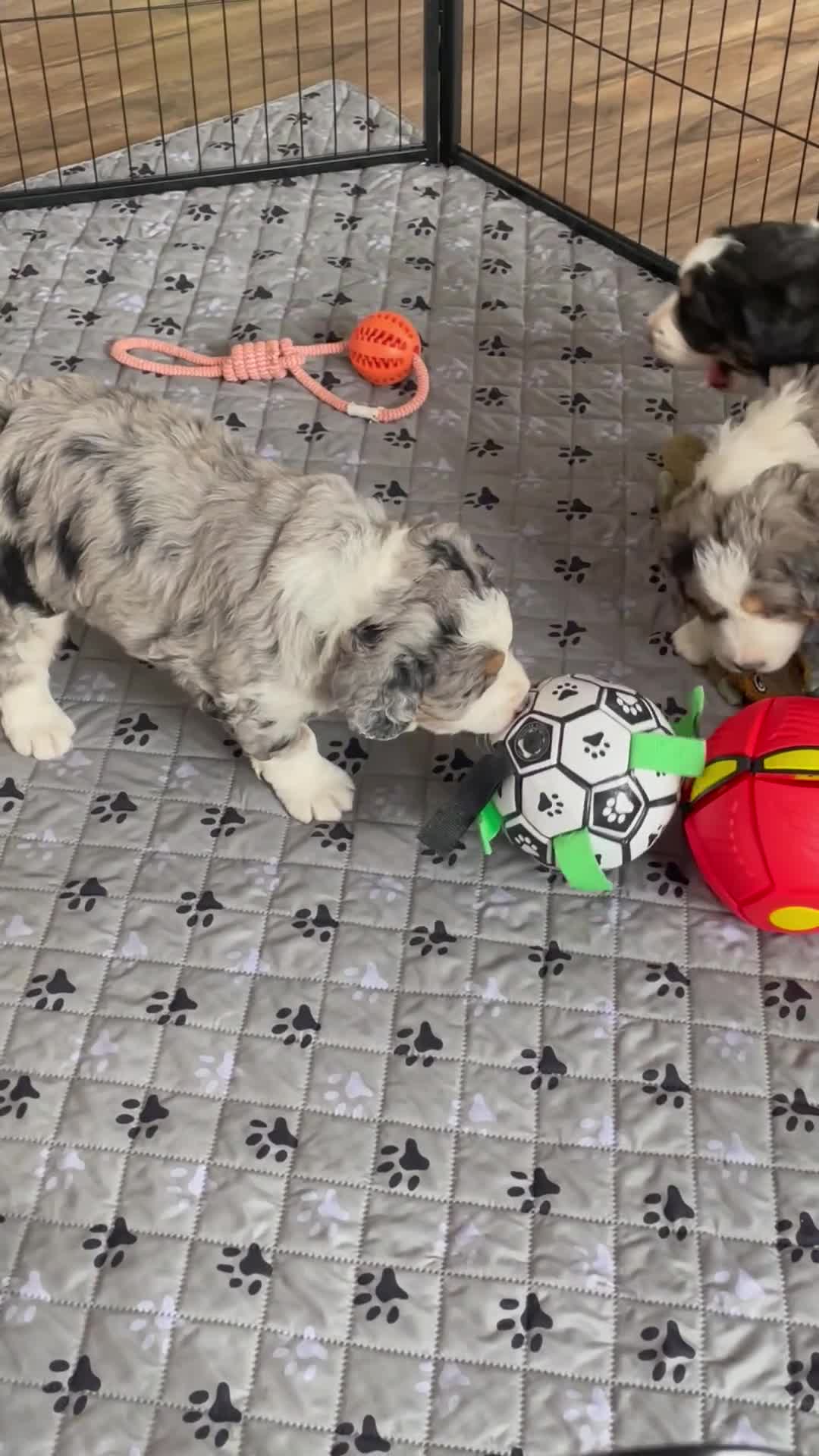 Bernedoodle dogs for sale: Mr. Simba - Video 2