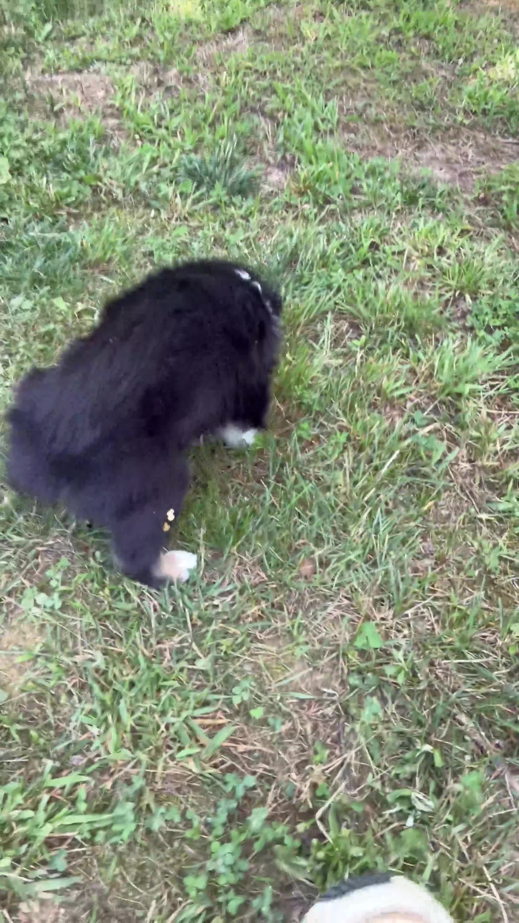 Australian Shepherd dogs for sale: Australian Shepherd Junior - Video 1