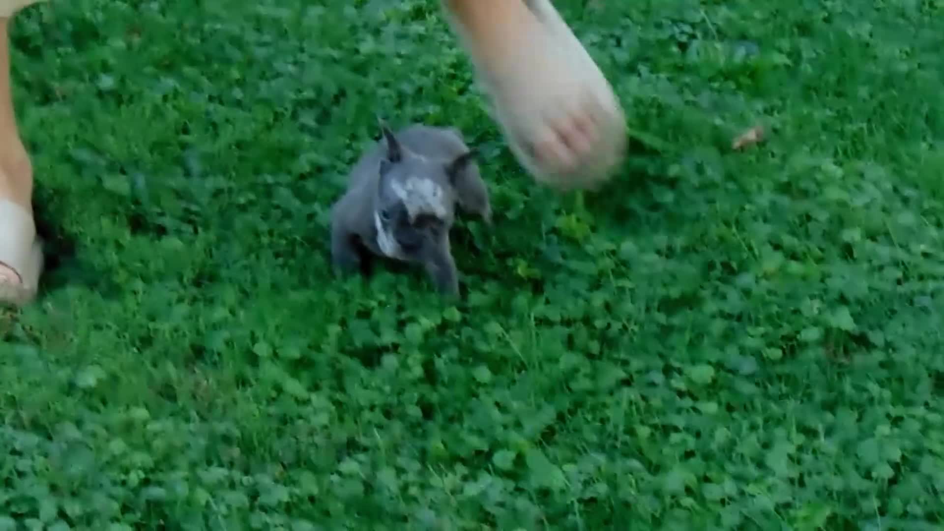 French Bulldog dogs for sale: Maggie - Video 1